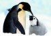 krásní tučňáci.jpg